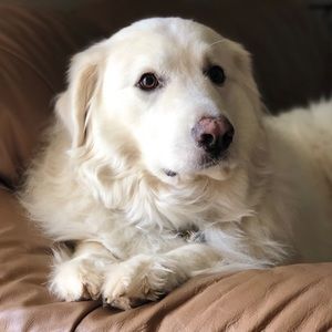 Meet your Posher, Andie